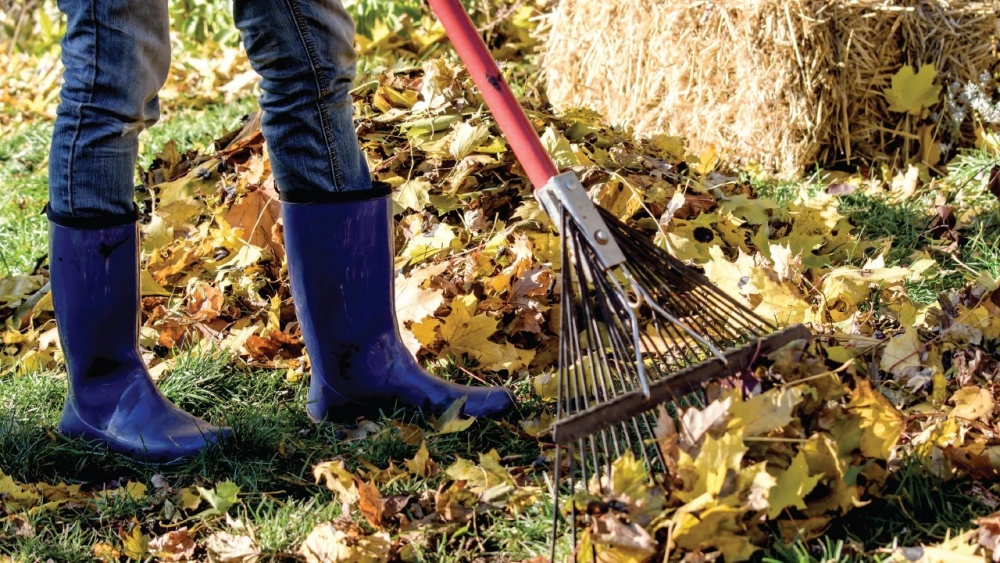 Las mejores formas de limpiar las hojas secas del patio que caen en oto&ntilde;o