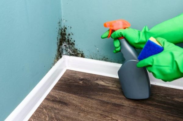 C&oacute;mo limpiar el moho de las superficies en tu hogar
